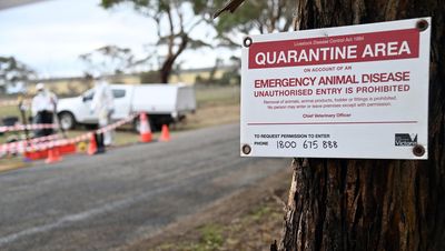 Strengthening wildlife numbers key to mitigate bird flu