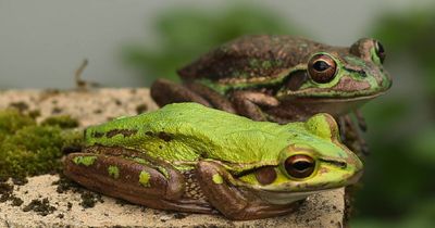 New froggy highway has frogs hopping into each others arms