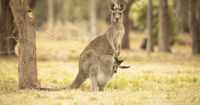 ACT landowners kill too many kangaroos, report warns