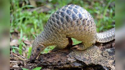 Camera trap experiment reveals amazing discoveries in "vital sanctuary" of Cambodia’s Cardamom Mountains