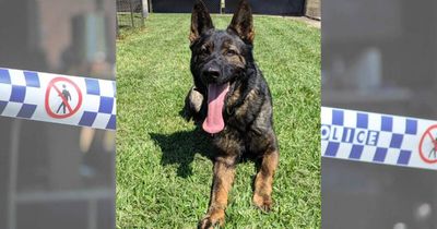 'They are part of the family': Newcastle police dog mourned as vehicle examined