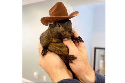 Instagram-famous squirrel named Peanut seized by New York officials