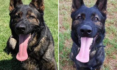 NSW police dogs died in car’s special cooling ‘pod’ when engine switched off, force says