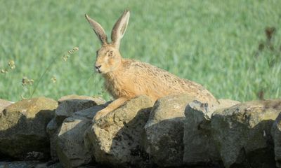 Raising Hare by Chloe Dalton review – woman meets leveret