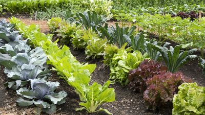 7 vegetables to plant in November – extend your harvests with early sowings of cold hardy crops