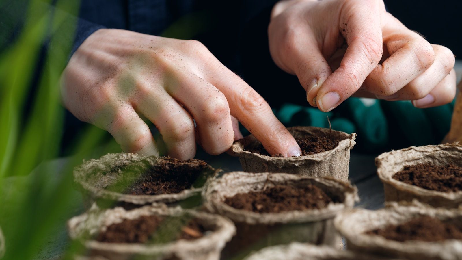 7 flowers to sow in November seeds and bulbs to…