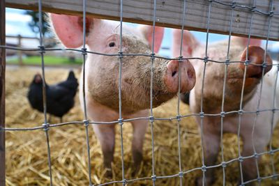 Bird flu detected in pigs for first time