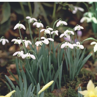 Where is the best place to plant snowdrops? How to choose the best location for sweeping spring displays