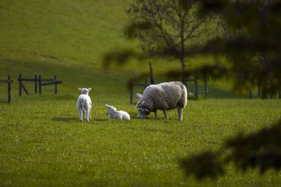 Government urged to do right thing and reverse ‘family farm tax’