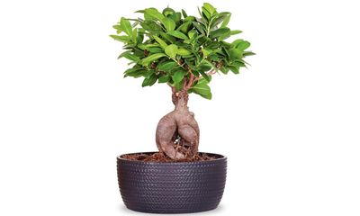 Houseplant of the week: ficus ginseng