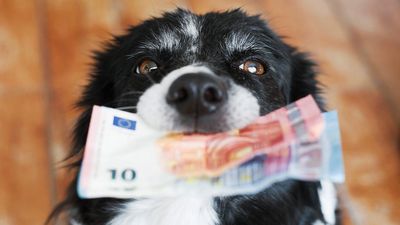 Content funding on PetsRadar