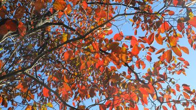 What to do with dogwoods in the fall to prepare these native trees for the winter months ahead