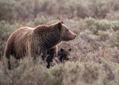 Iconic Grizzly Bear Tragically Run Over by a Car: 'The Most Prominent Ambassador for the Species'