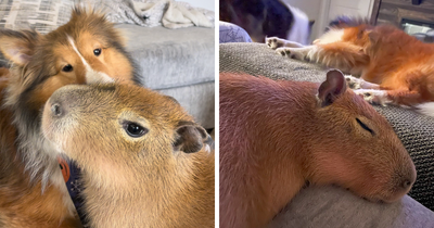 This Astoundingly Adorable Capybara Named Pumpkin Is Melting Hearts All Over The Internet