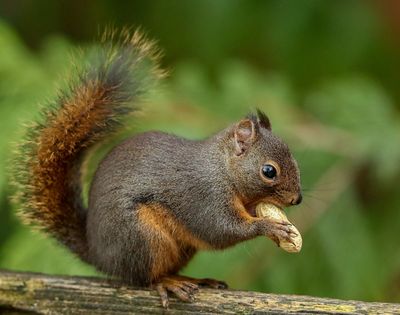 The Peanut the Squirrel confiscation and controversy, explained