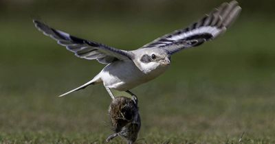 'World's smallest bird of prey' seen killing 'giant rodent' on Scottish golf course