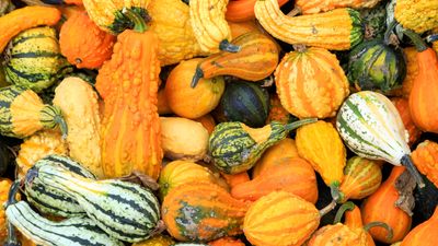 Don't throw out your pumpkins this fall – compost experts say they're a valuable ingredient for feeding your plants