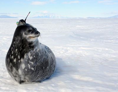 Early seal gets the fish: Secret hunting habits of Weddell seals are revealed