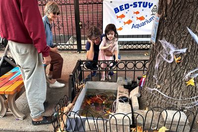 A makeshift goldfish pond beneath a leaky Brooklyn fire hydrant is reborn in a tree bed