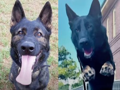 Two police dogs found dead in handler’s car after ventilation system failed