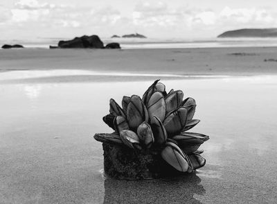 They have tentacles and taste great in pasta. What are the strange barnacles washing up on Australian beaches?