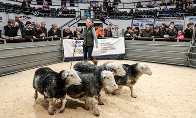 Country diary: A tense day at the sheep auction