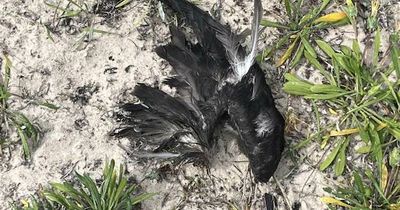 Why dead birds have washed up on Newcastle beaches again