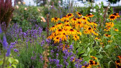 7 perennials to not cut back in November to keep a garden nature-friendly and add winter interest