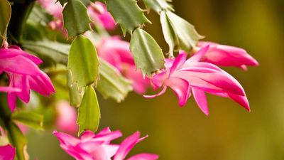 Can I save an overwatered Christmas cactus? 6 steps for success