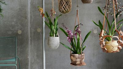 The DIY Recipe for Orchid Potting Mix Everyone Who Owns One of These "Difficult" Plants Should Know