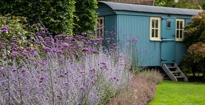 How to overwinter lavender so it comes back bigger and better than ever