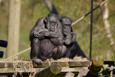 Monkeys will never be able to write Shakespeare’s entire works, study finds