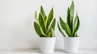 Can snake plants live outside? Expert advice on the necessary conditions needed for these tropical plants to thrive