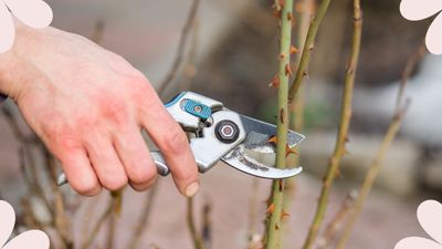 Sarah Raven shares her ingenious trick for using rose cuttings to protect bulbs from pesky squirrels