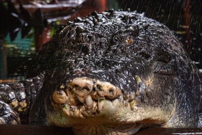 World’s largest captive crocodile Cassius dies in Australia: ‘More than just a crocodile’