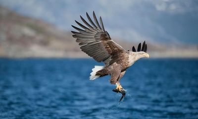 ‘You have to disguise your human form’: how sea eagles are being returned to Severn estuary after 150 years