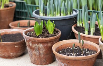 When You Need to Have Planted Spring-Flowering Bulbs by — Have You Missed Your Window?