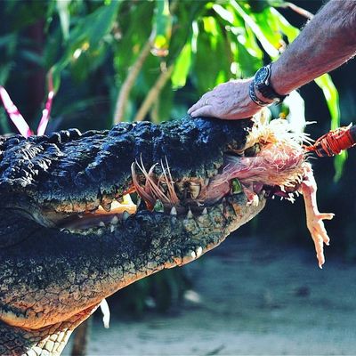 World's biggest captive crocodile dies aged 120 as fans pay tribute to 'beloved' 18ft beast