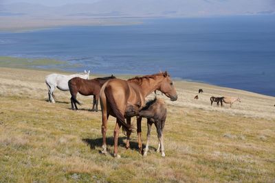 The Switzerland of Central Asia: why a hiking trip to Kyrgyzstan should be your next adventure