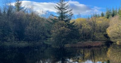 Conservation charity calls on Scottish Government to reverse forestry cuts