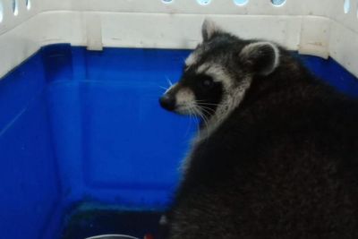 Racoon found ‘no worse for wear’ but search continues for trio still missing