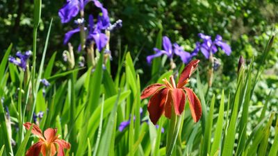 Best native irises to plant in fall – 5 species to grow with dramatic and colorful flowers next year