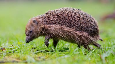 Hedgehogs risk endangered status as European habitat shrinks