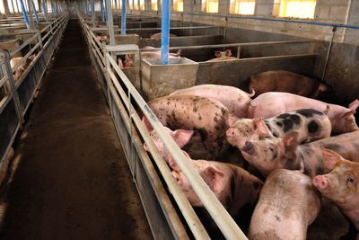 California bill could ban factory farms