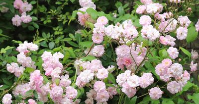 If you can't smell a rose from the footpath, it's not the one you want