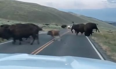 Bison fight showcases ‘strength and resilience’ of iconic critters