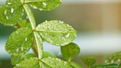 How to get rid of whiteflies on houseplants – 5 steps to eradicate these pests for good