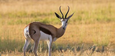 Only 3% of South Africans can name all five national animals and plants. Why these symbols matter