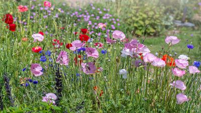 Perennials you should never plant together – avoid these pairings for flourishing flower beds