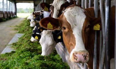 ‘We didn’t realise how hard it is’: small farmers in Europe struggle to get by